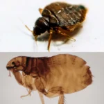 الفرق بين البرغوث والبق